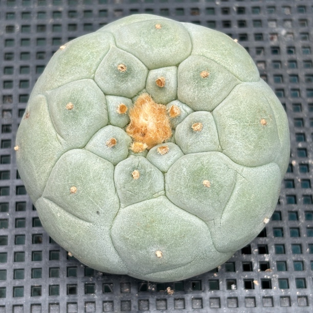 仙人球 有根 一物一拍 955