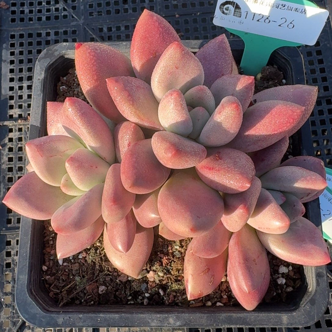 从前慢多肉精选编号1126.26