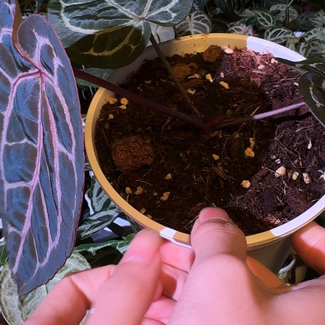 不开花植物紫水晶f2D175