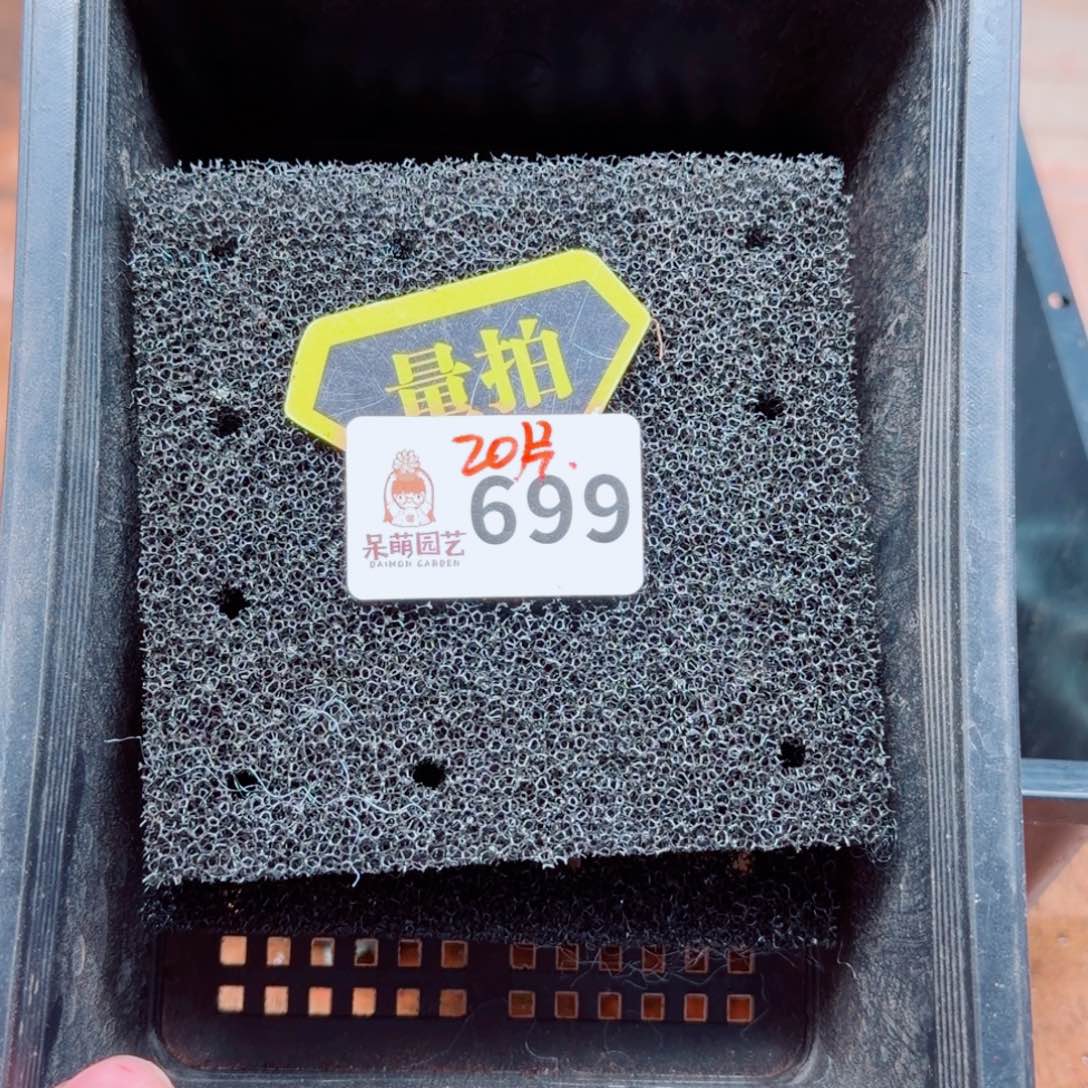 多肉植物多肉植物