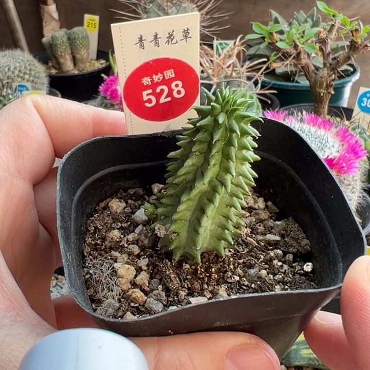 自根带崽海胆大戟一棵