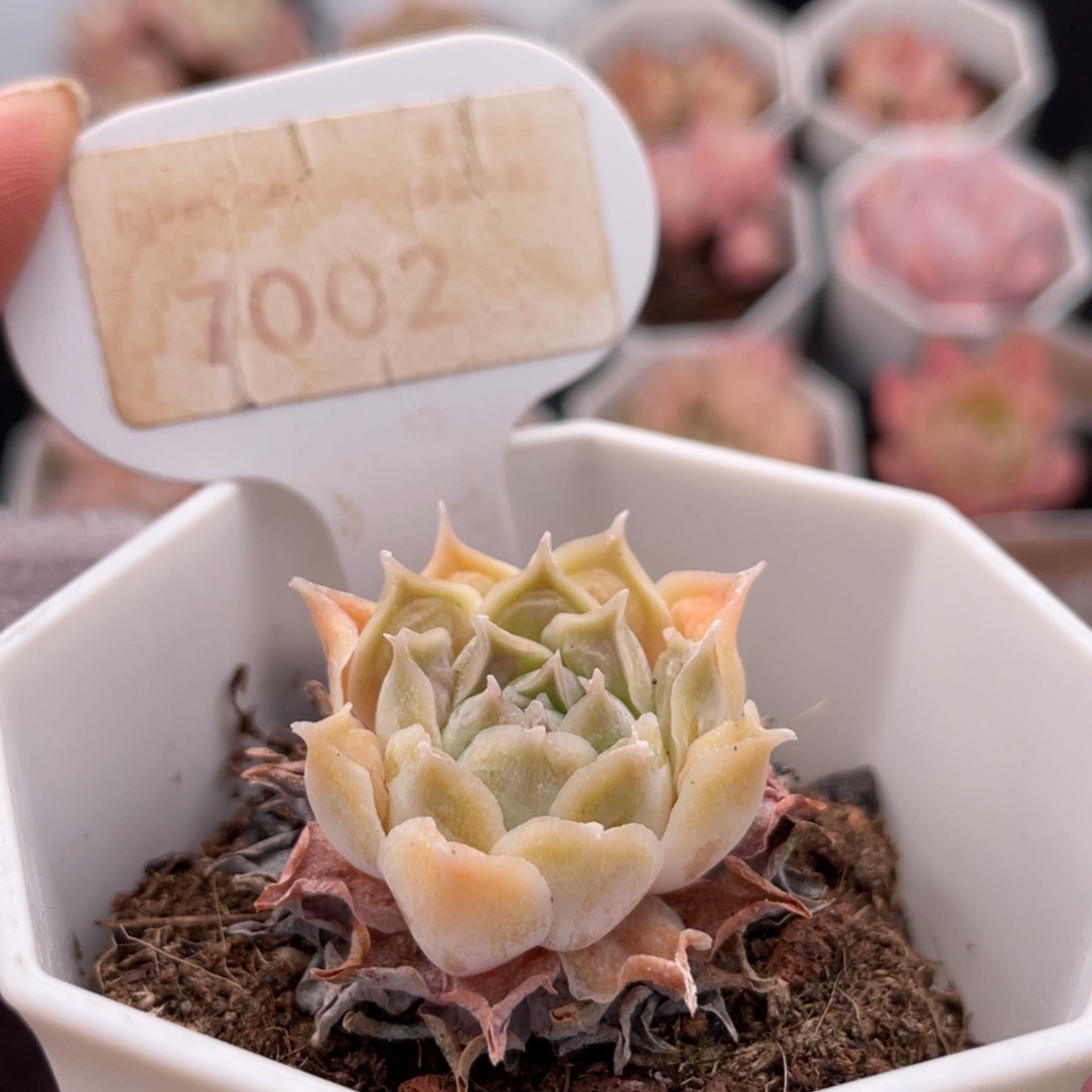 财路7002-3.0厘米