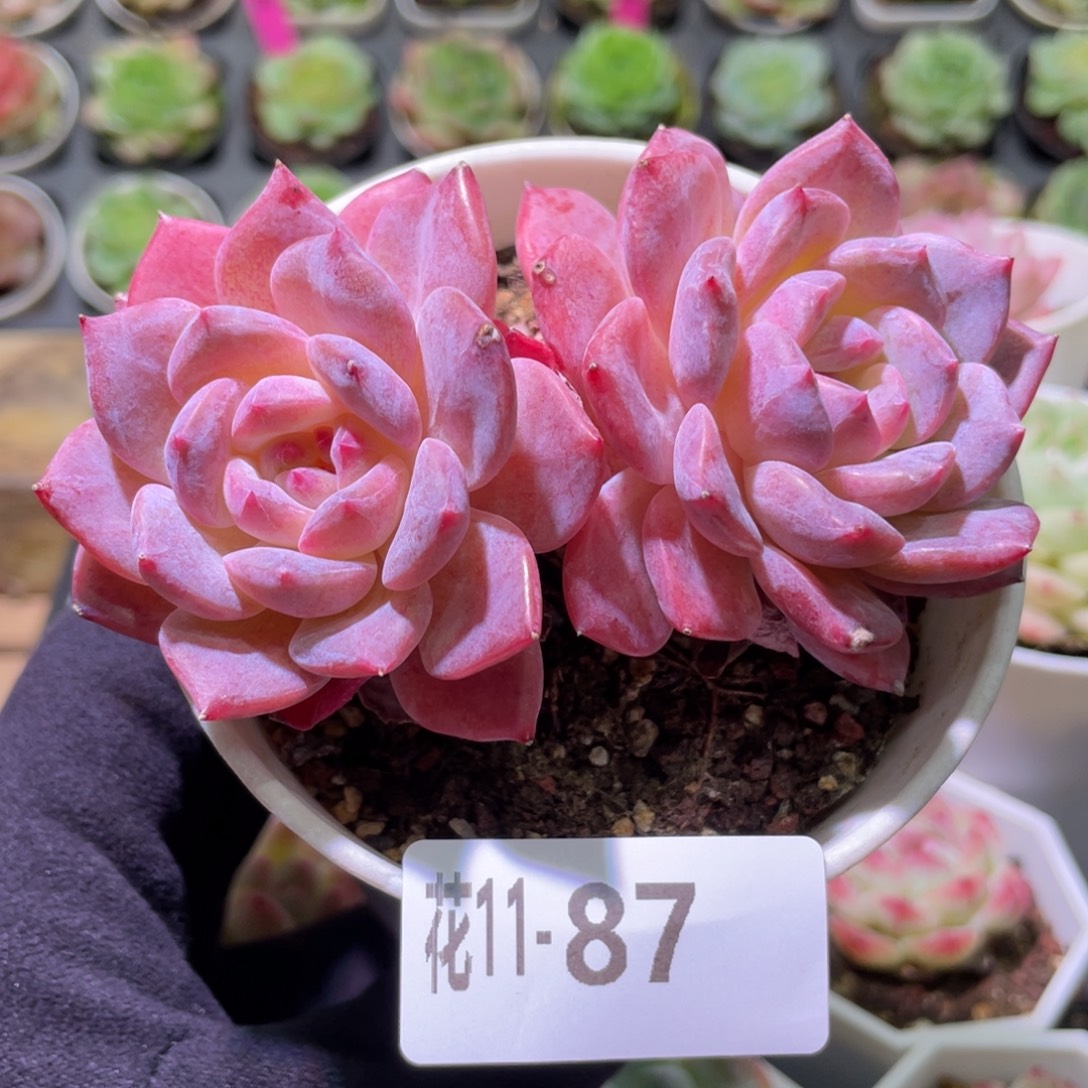 花利美11-87新品双头