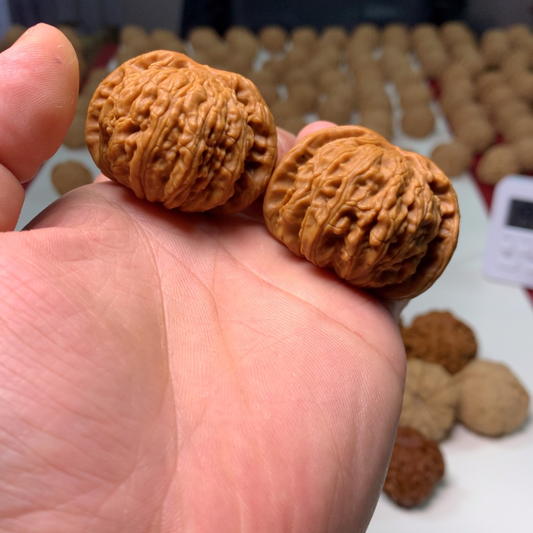 44尺寸蝙蝠闷尖白狮子