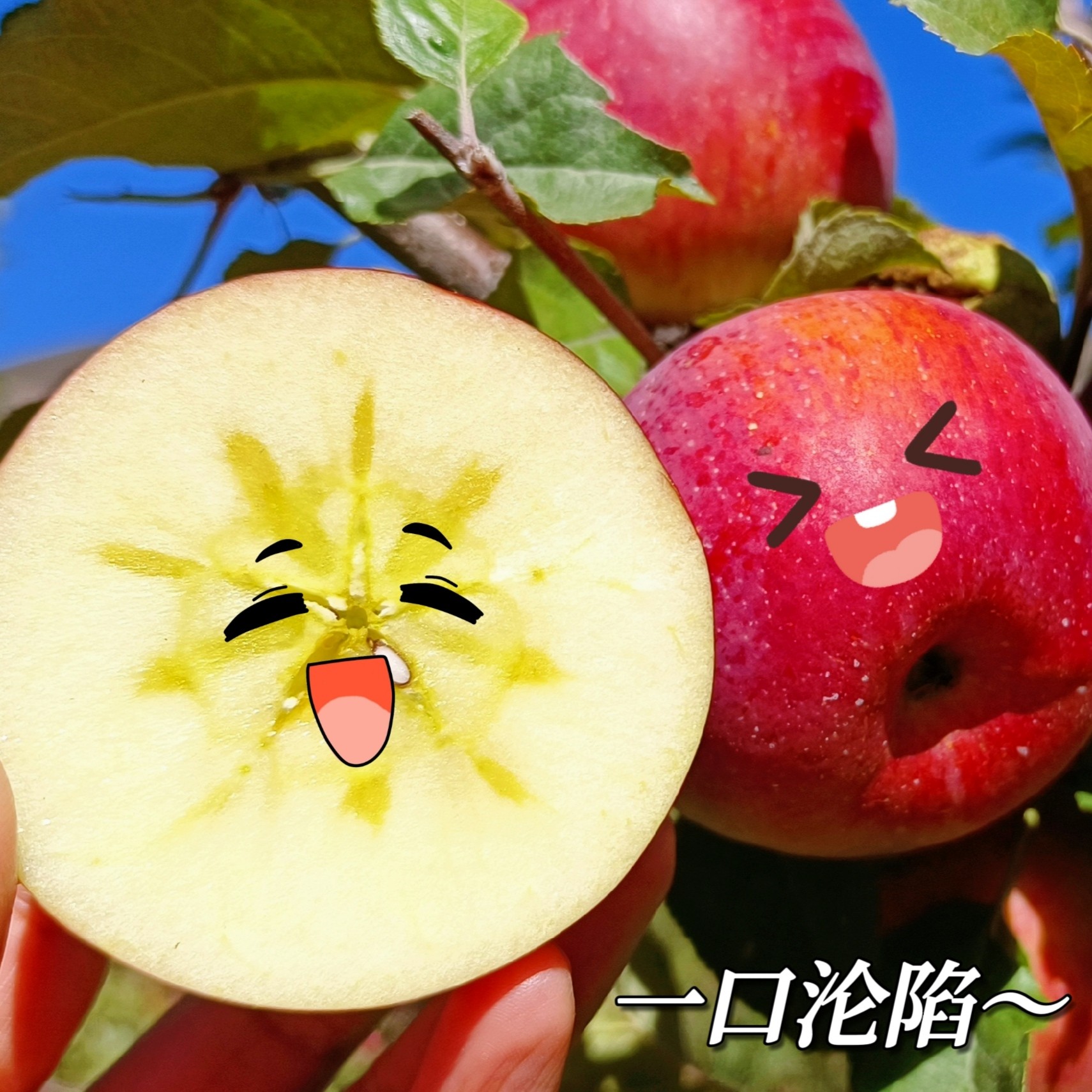 生态小金红富士苹果 | 汁水丰富 口感脆甜 | 合作生产|基地直发 *