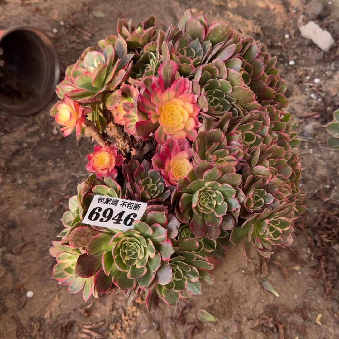 法师丘比特不包断6946 18-13