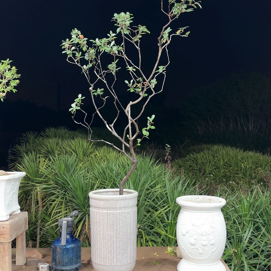 盆景盆景精品海岛春花