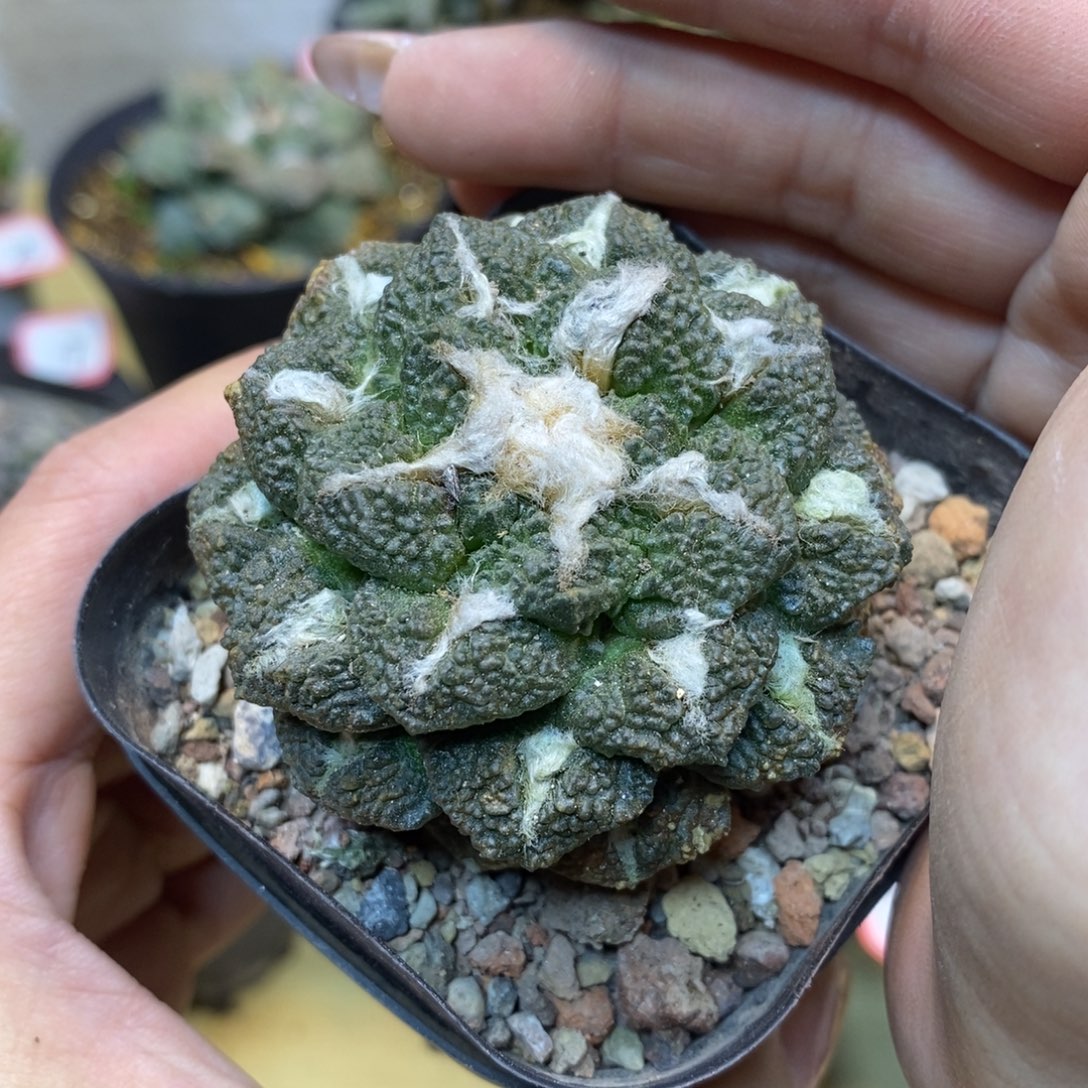      33号 自根小尤龟甲连山5.5公分带盆土