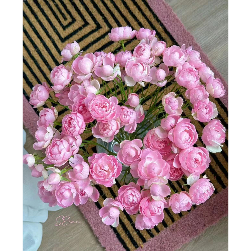 【大聪明卖花】午夜七星多头玫瑰-任意2单鲜花包邮发货后不支持退款