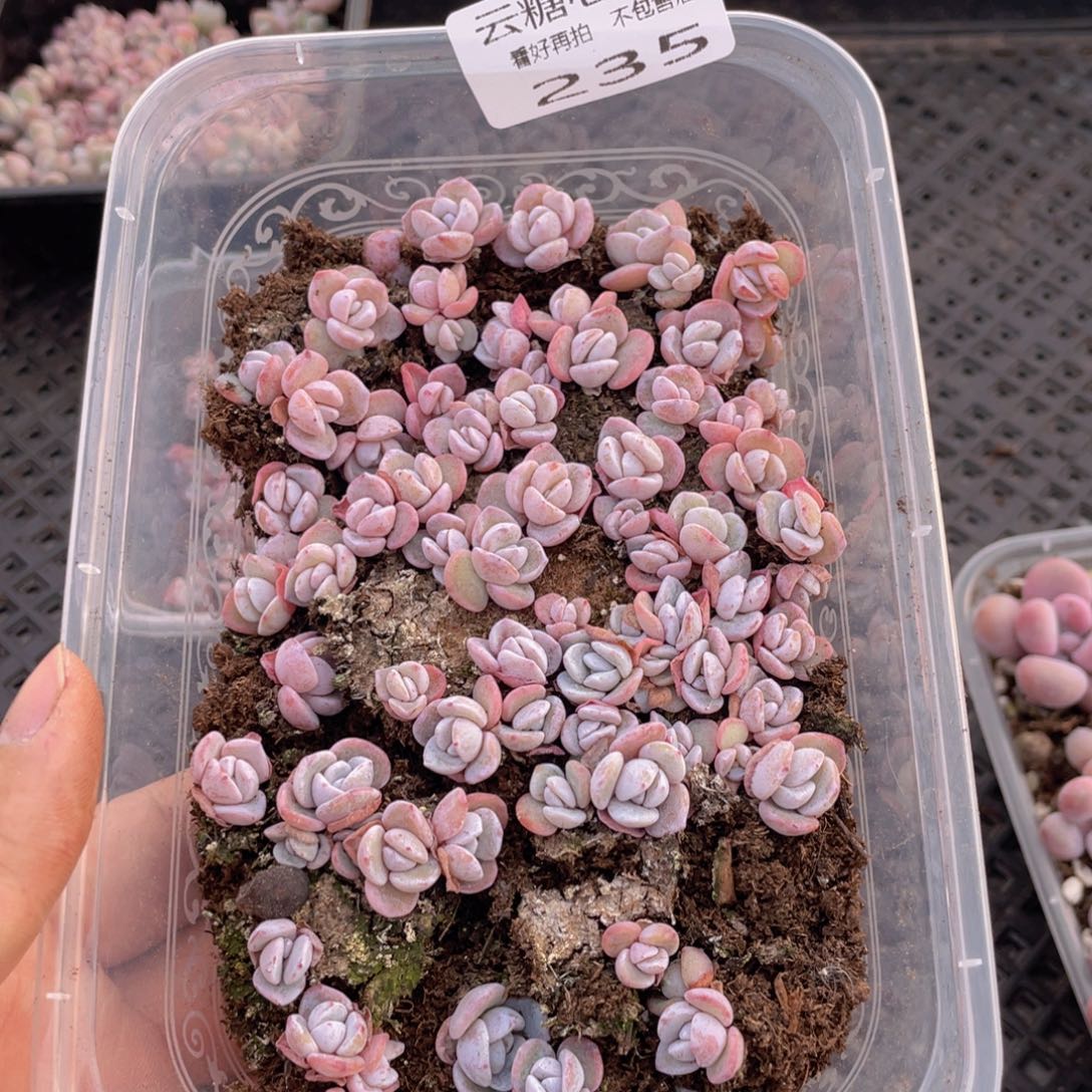 云糖心多肉植物235