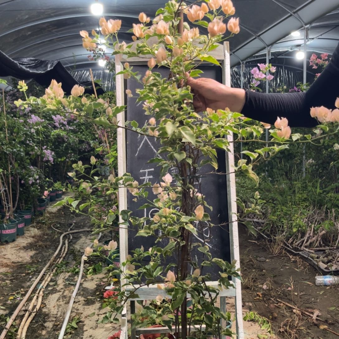 无花朵三角梅三角梅1303