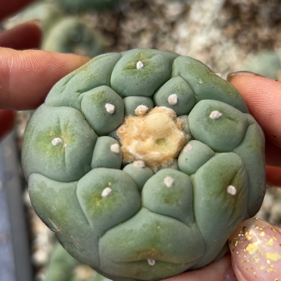 785  有根 仙人球的世界