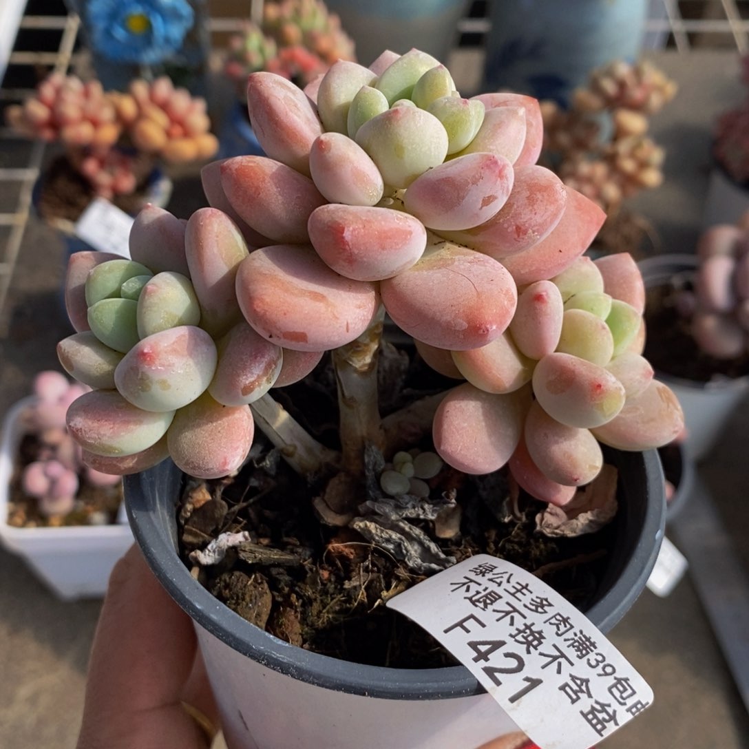 樱花洛神421/9c m