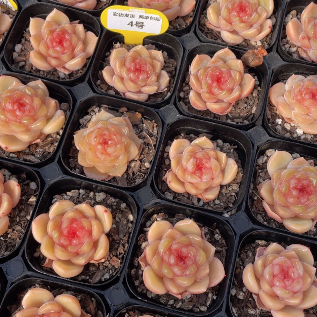 4号 珍妮杨枝甘露单头一个