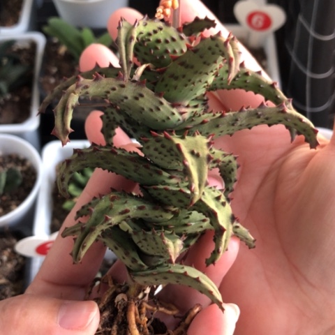 z*卡莎蒂芦荟哈哈哈哈哈哈