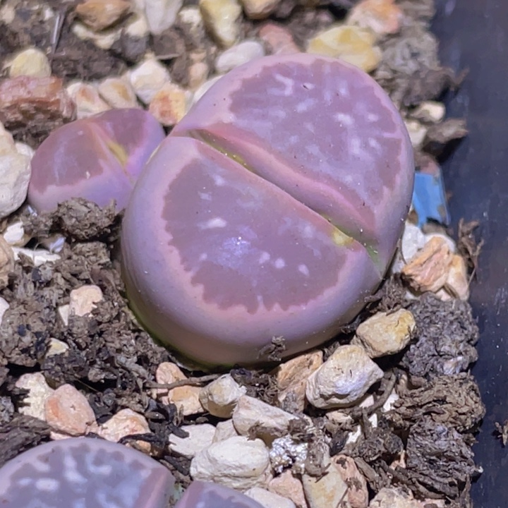 568888888898888888880