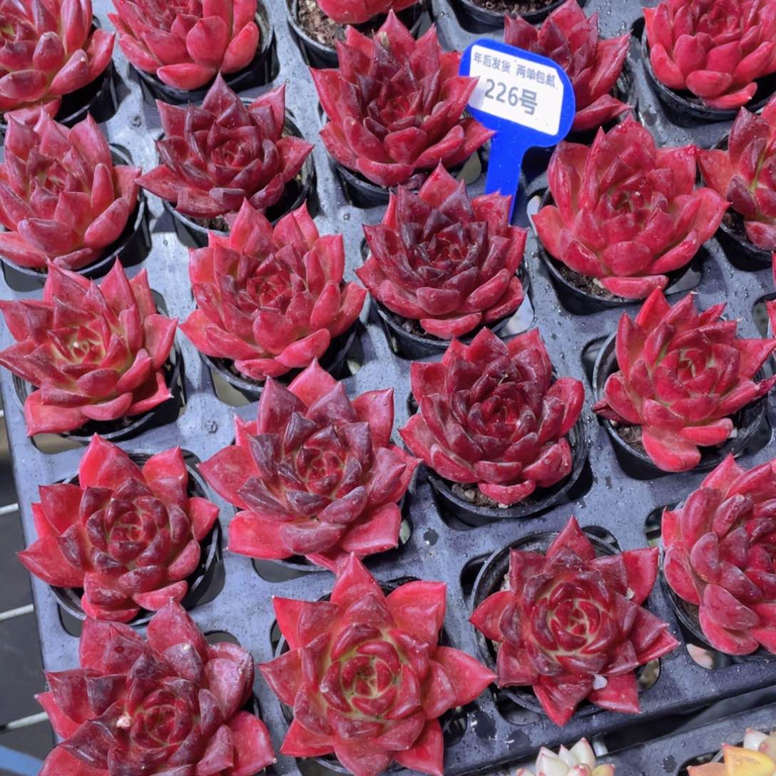 226号 宽叶全状态罗卡单头一个