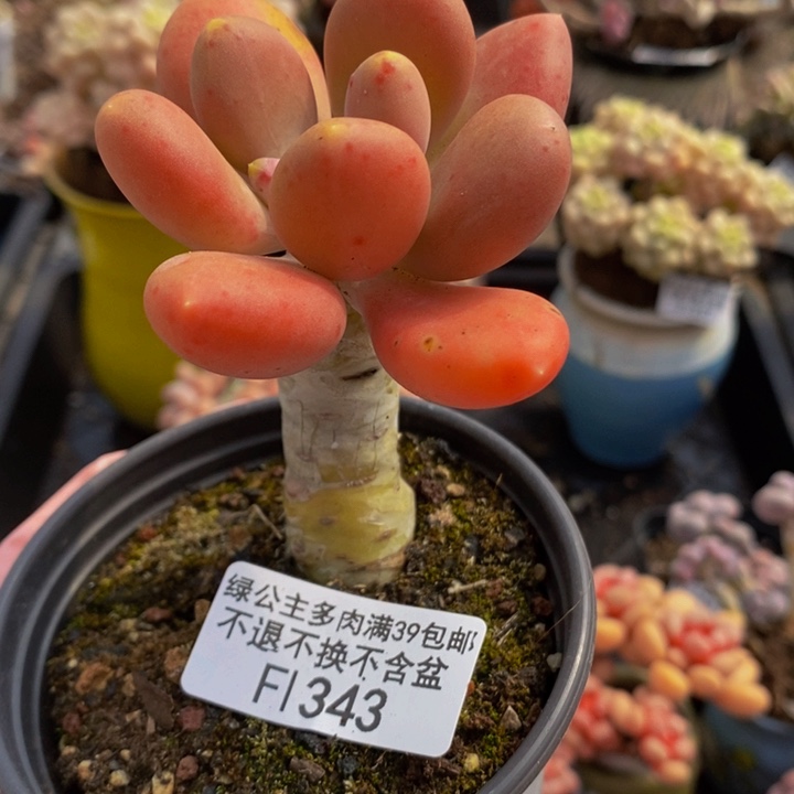 金蝉单头343多肉植物