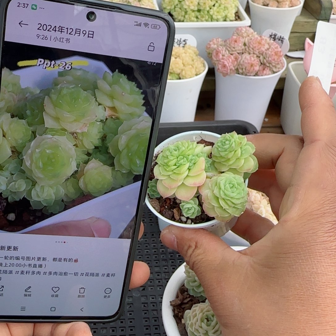 亮*?【闪购商品】0309-83（ppt-26）