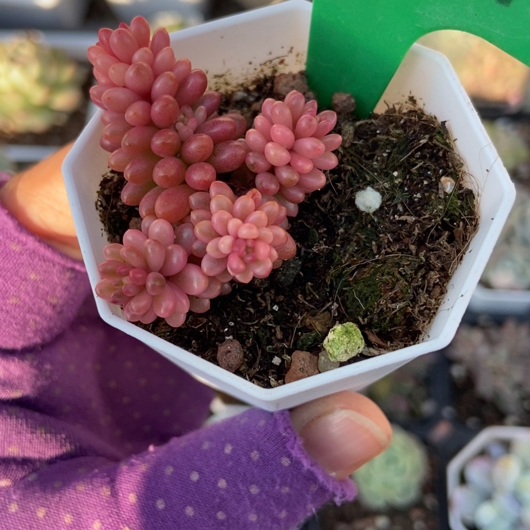 1664浆果锦多肉植物