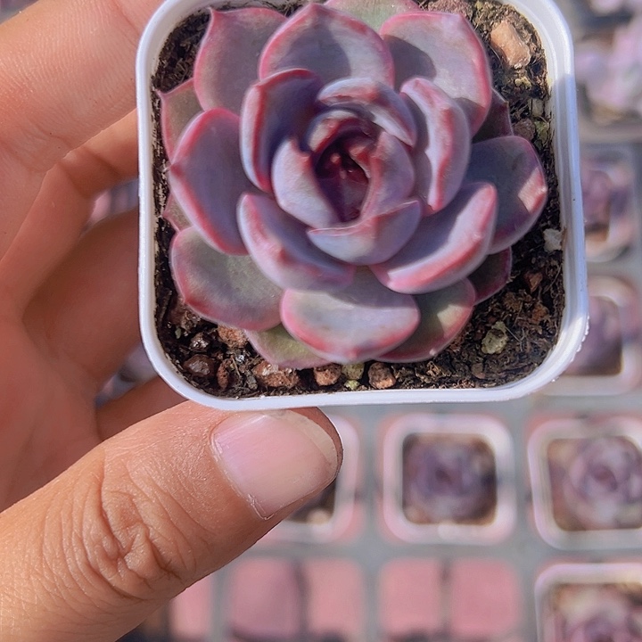 黑橙精品多肉植物大战