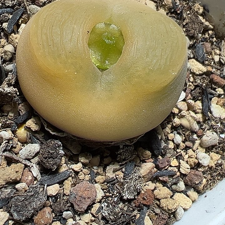 140号毛汗尼多肉植物