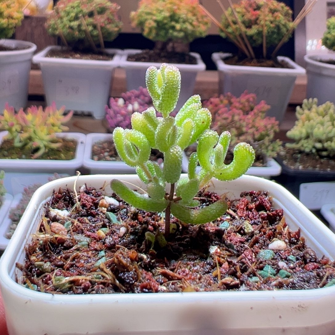 381冰糖锦一物一拍包开箱