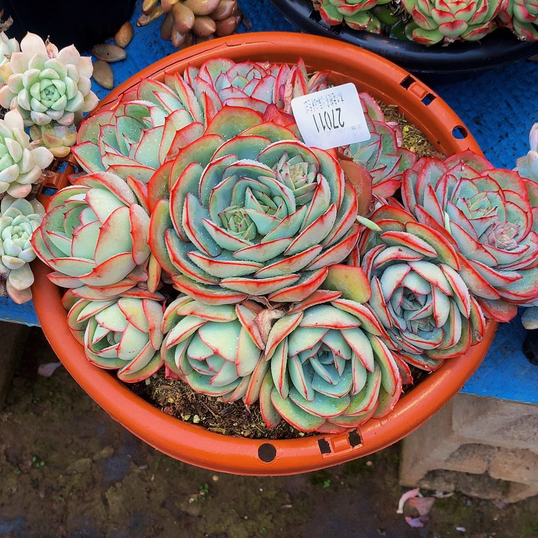 好***子    牡丹亭多肉27011