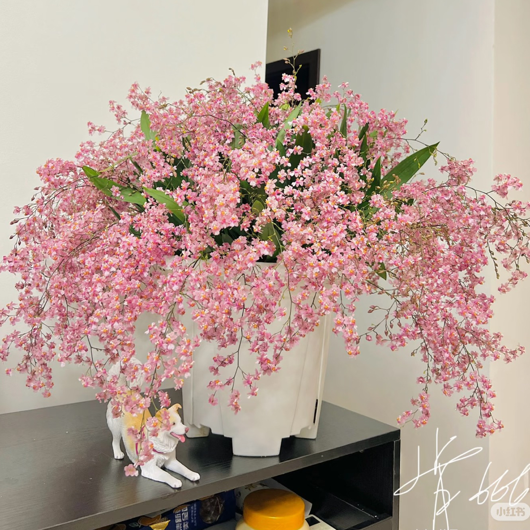 昆亚花园文心兰室内高端好养有香味长花期的梦香兰