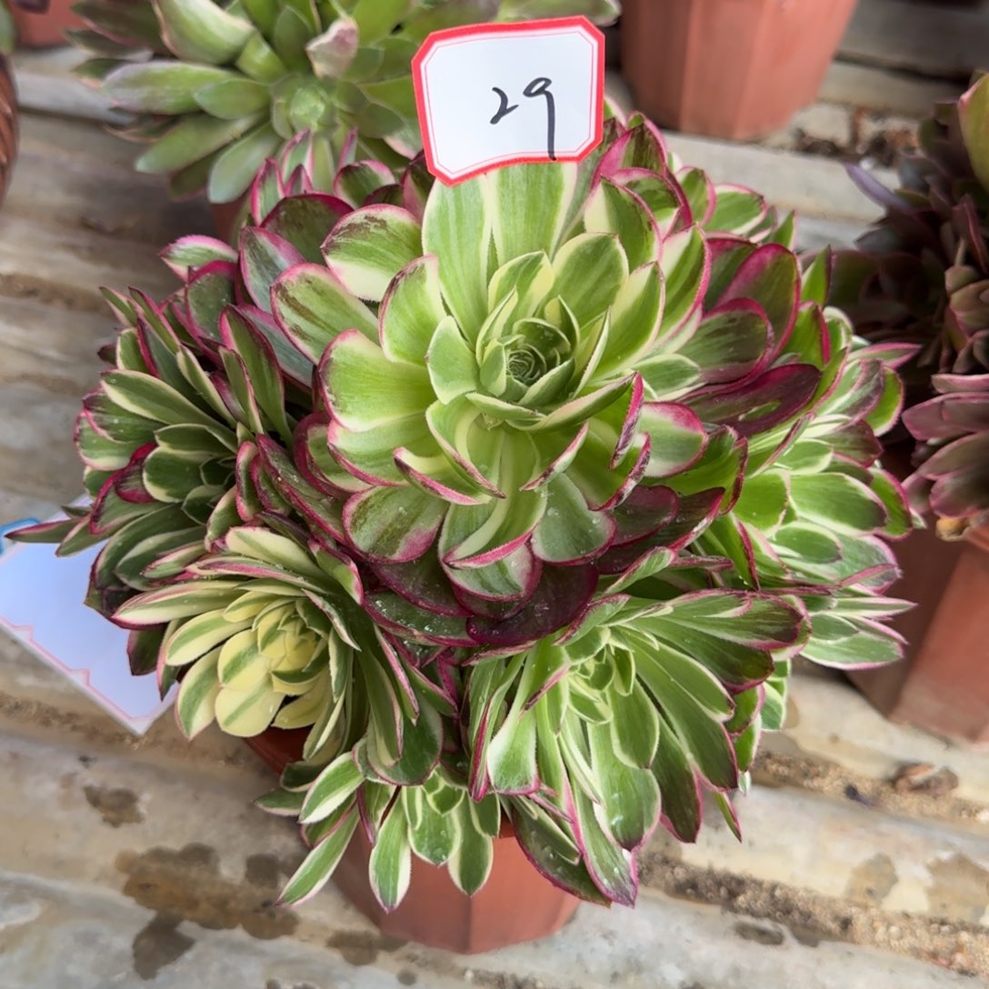 花好月又圆0305～29