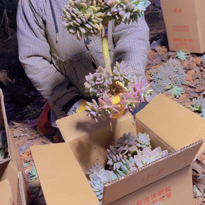 8一无一拍多肉多肉