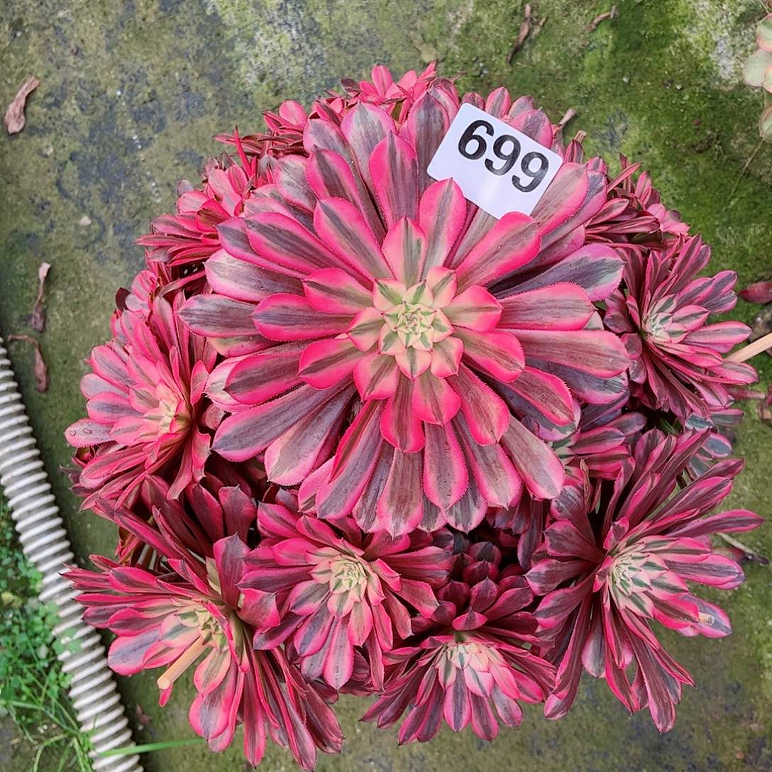 无花朵*️****多肉植物粉红豹699