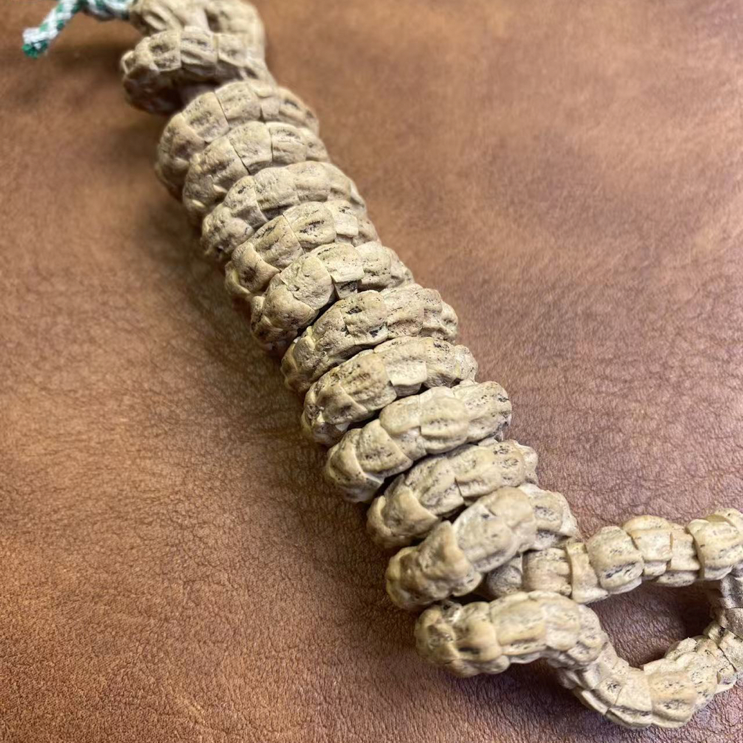 热振白芽顺纹大肠，尺寸6.0