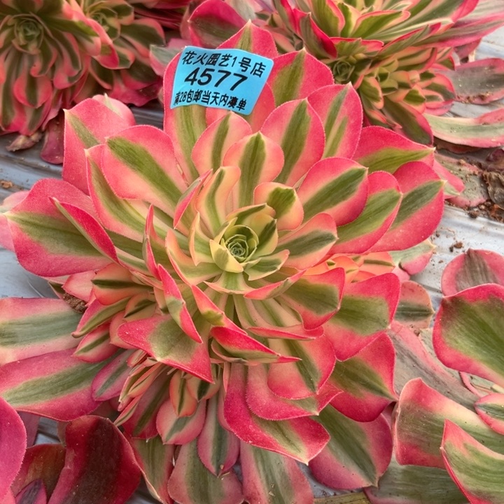 七彩石4577多肉植物