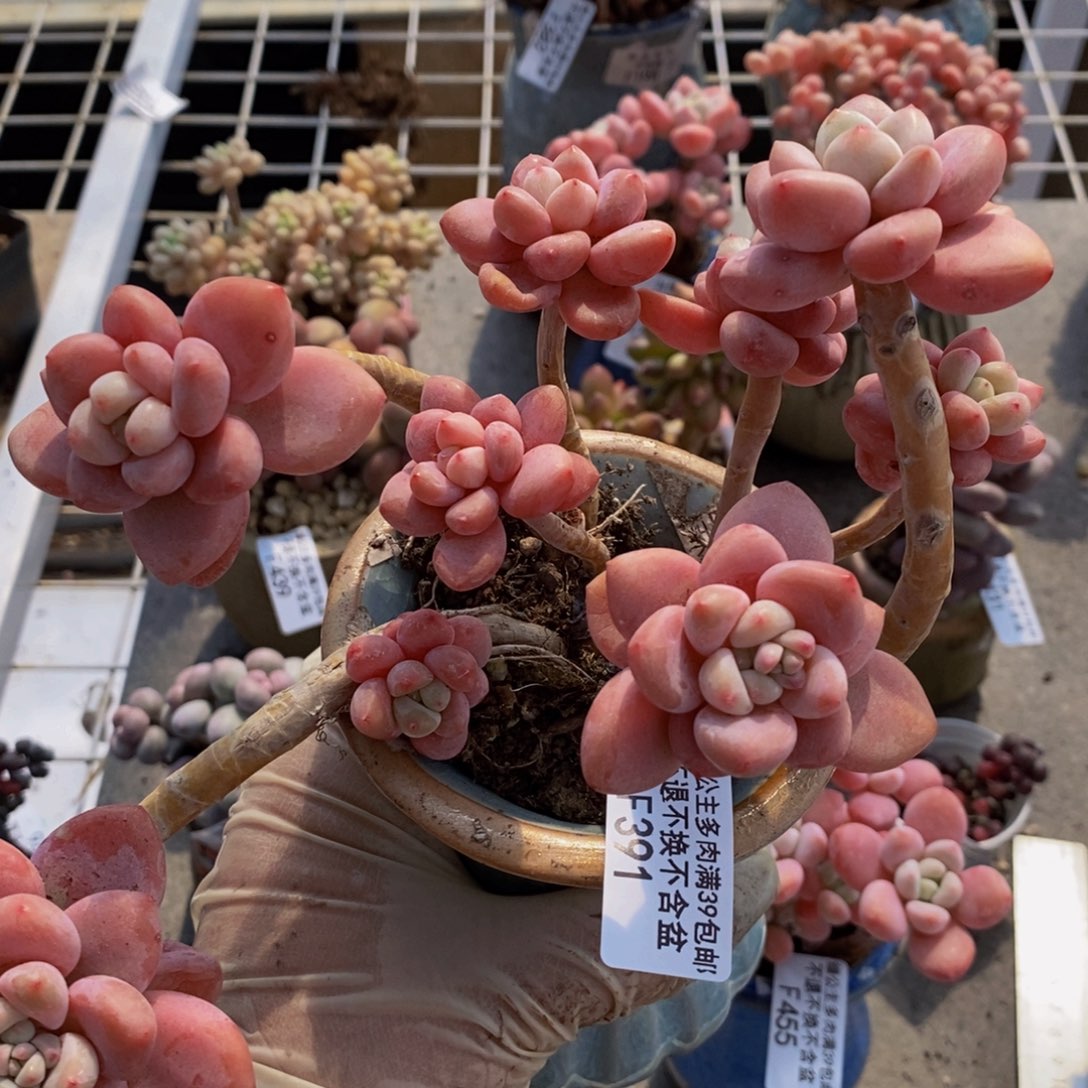 平*樱花洛神391/13c m