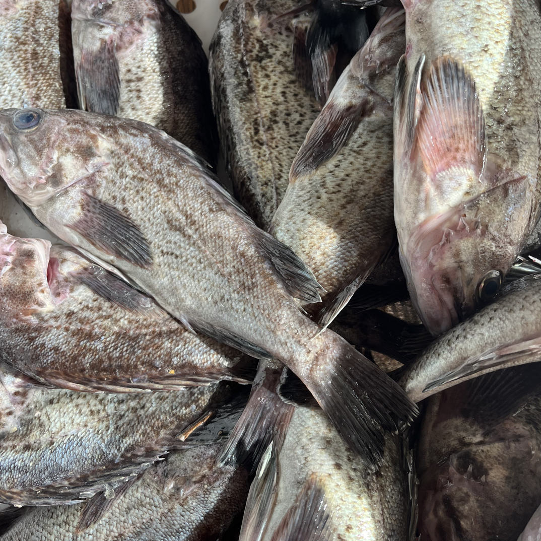 小渔船黑石干2斤7 －8条左右