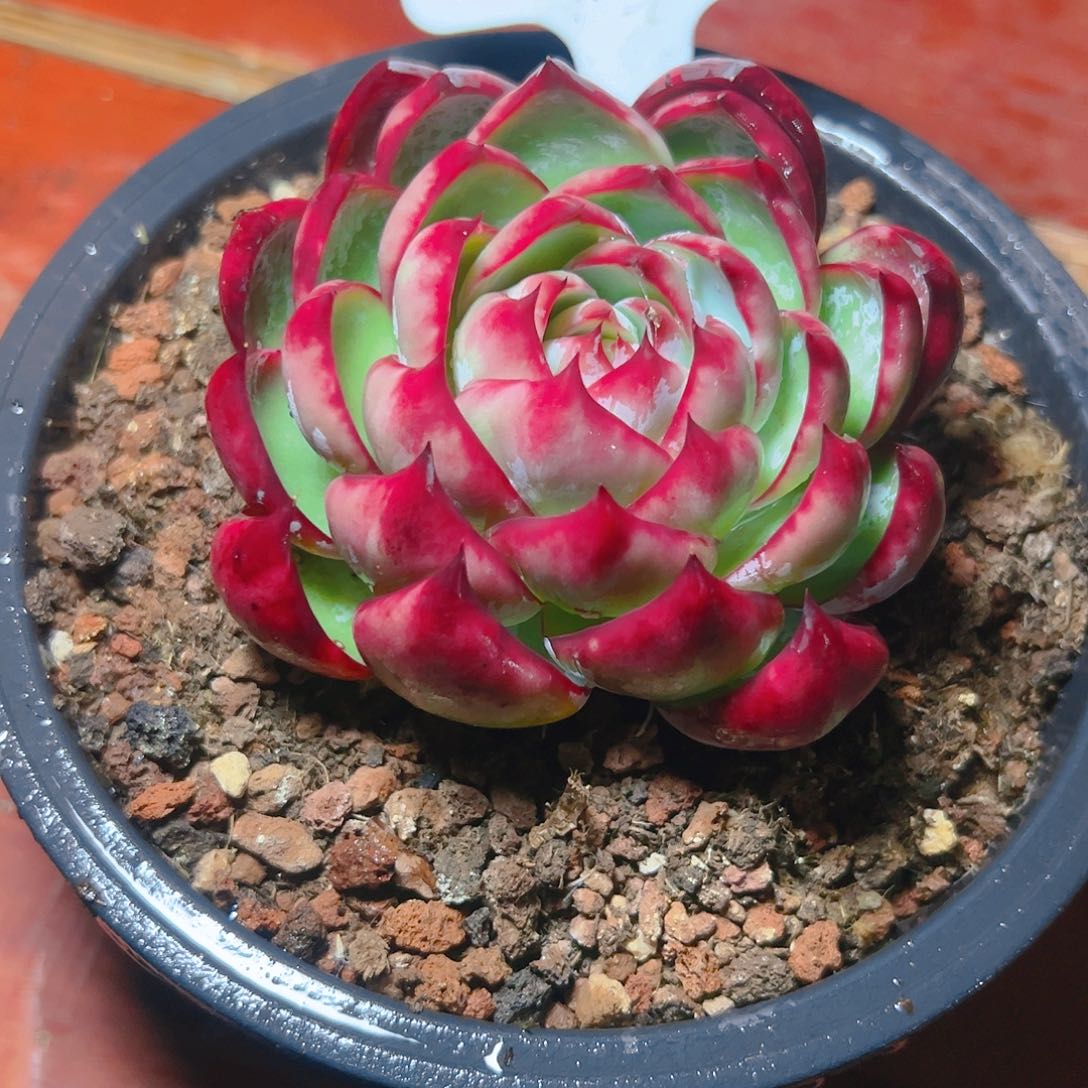 姣****囍惊鸿仙子一物一拍5105号