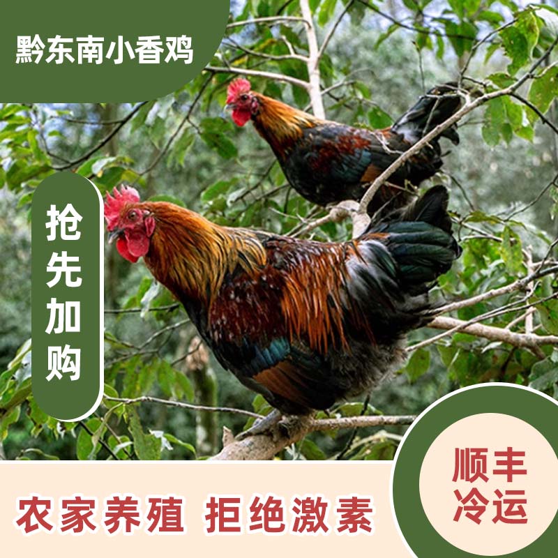 绿壳蛋+黔东南小香鸡