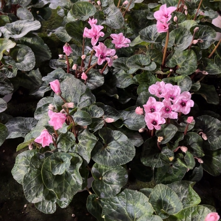 完全开放两盆幻雅