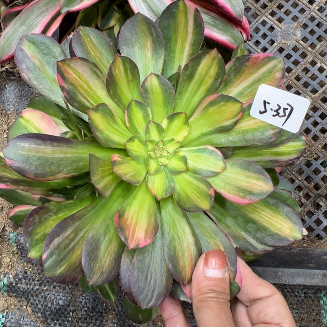 357流星雨多肉植物