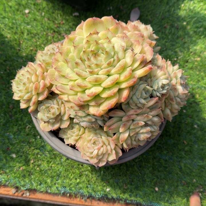 变异体紫霞仙子多肉植物