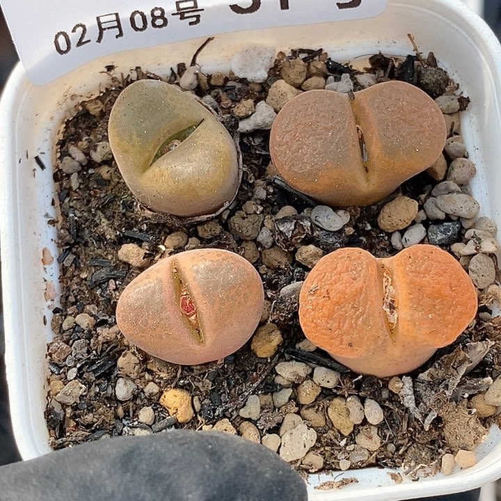 桃喜花园0208-31蛋糕fengling