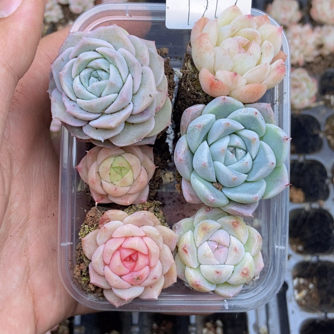 春泥家框拍链接D12