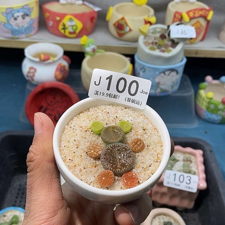 100大舅生石花肉锥