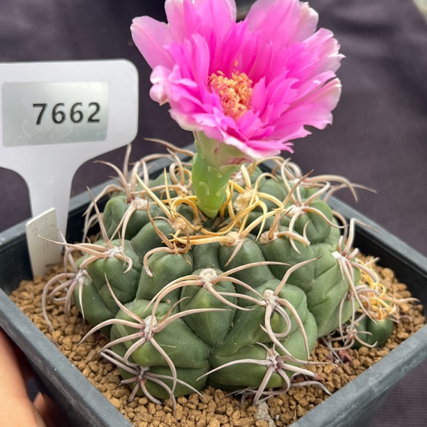 7762红花海王实生裸根发