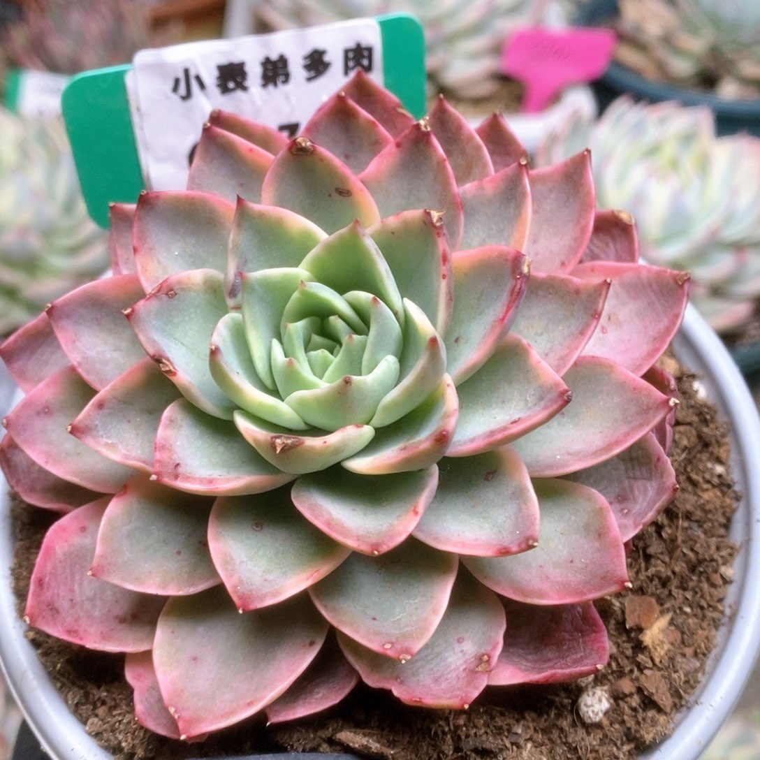 766锦锦锦锦锦锦