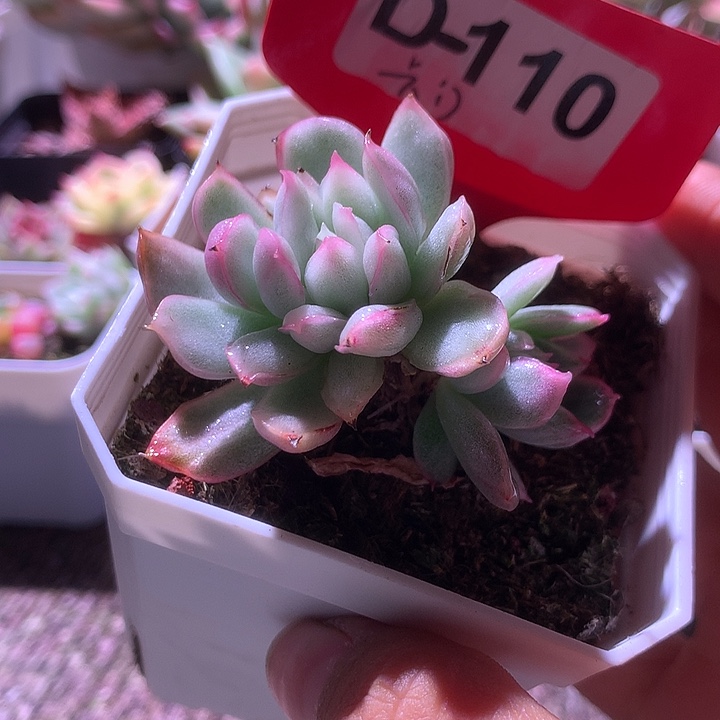 卡门覆轮锦有根有