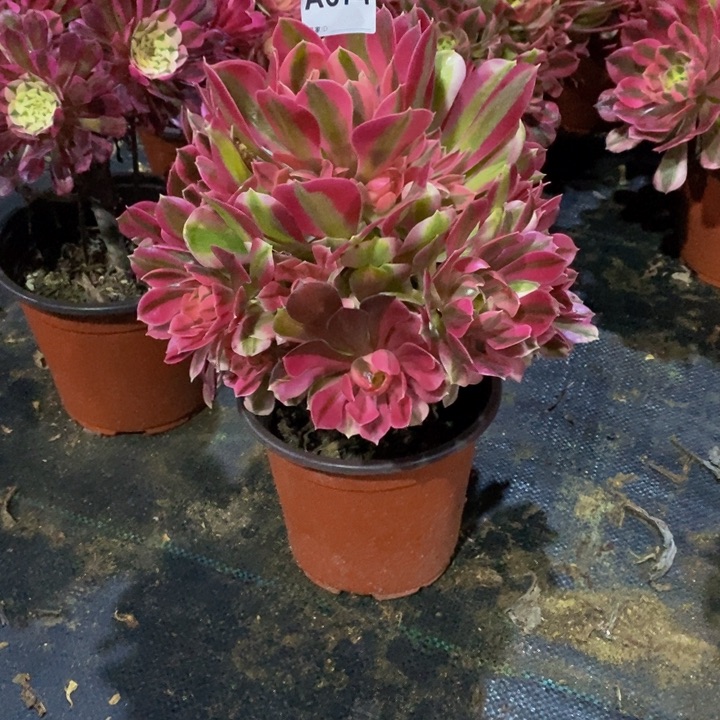 粉女巫多肉植物674