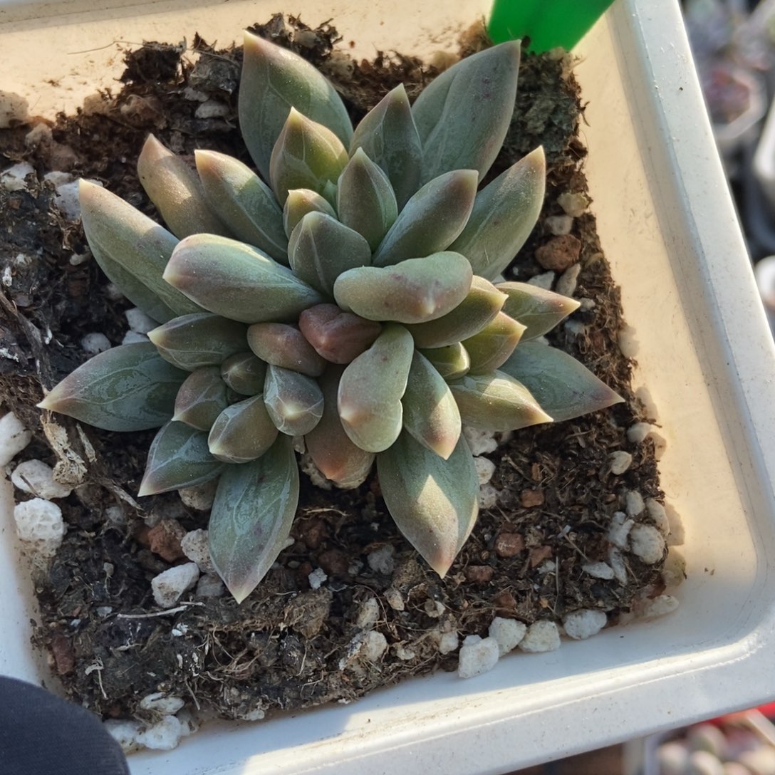 972重楼多肉植物多肉
