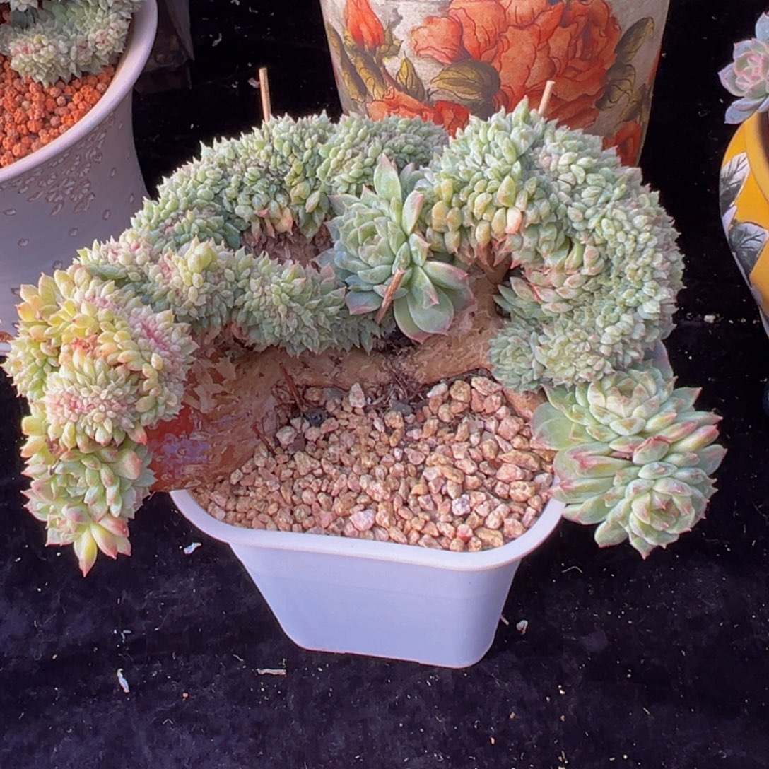 A***I小桃花冰魄缀天天开心